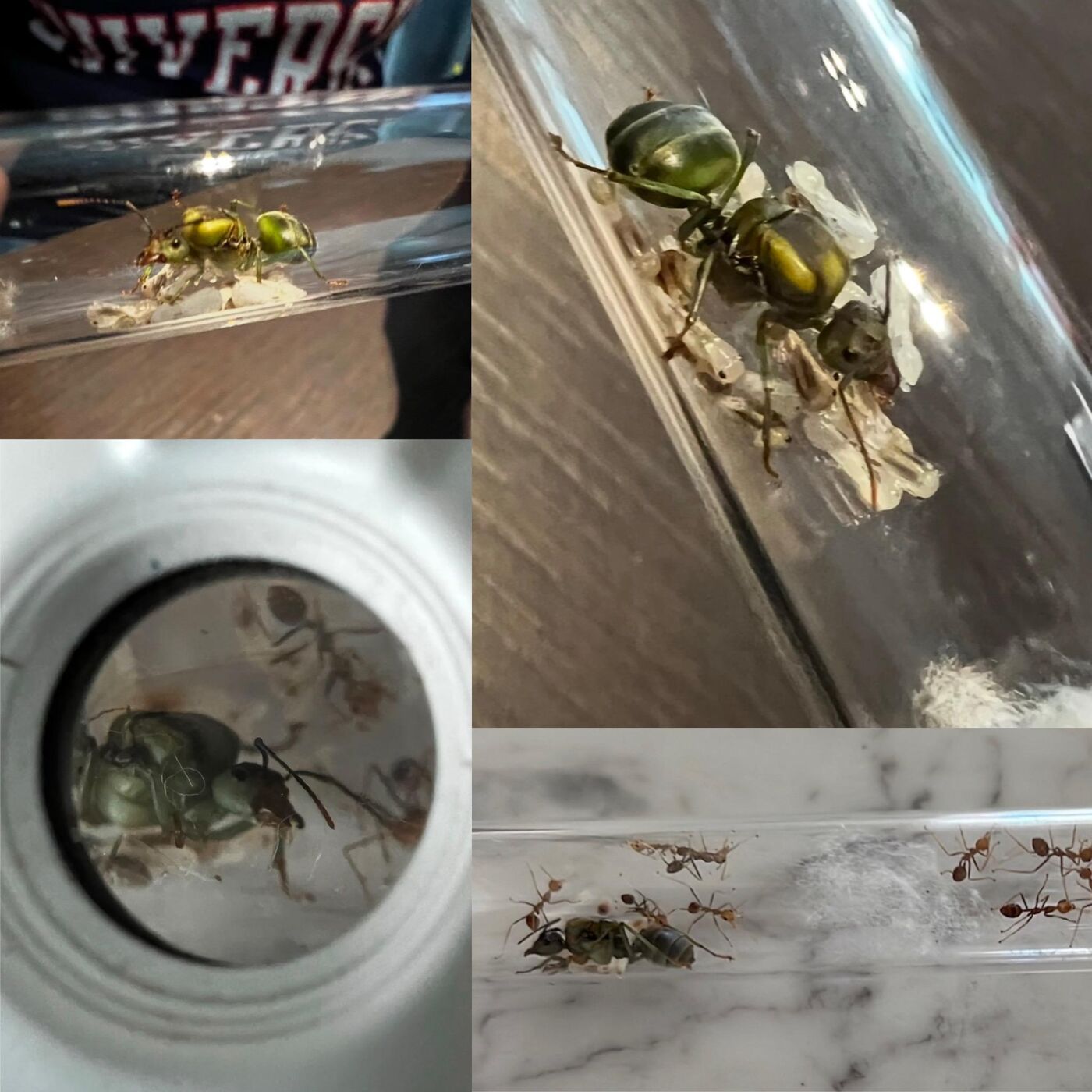 Weaver ant queen and workers in a test tube nest