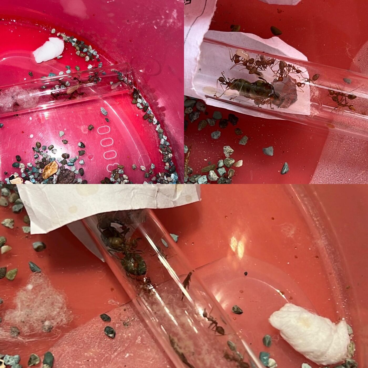 The colony after transfer to a plastic tub outdoors